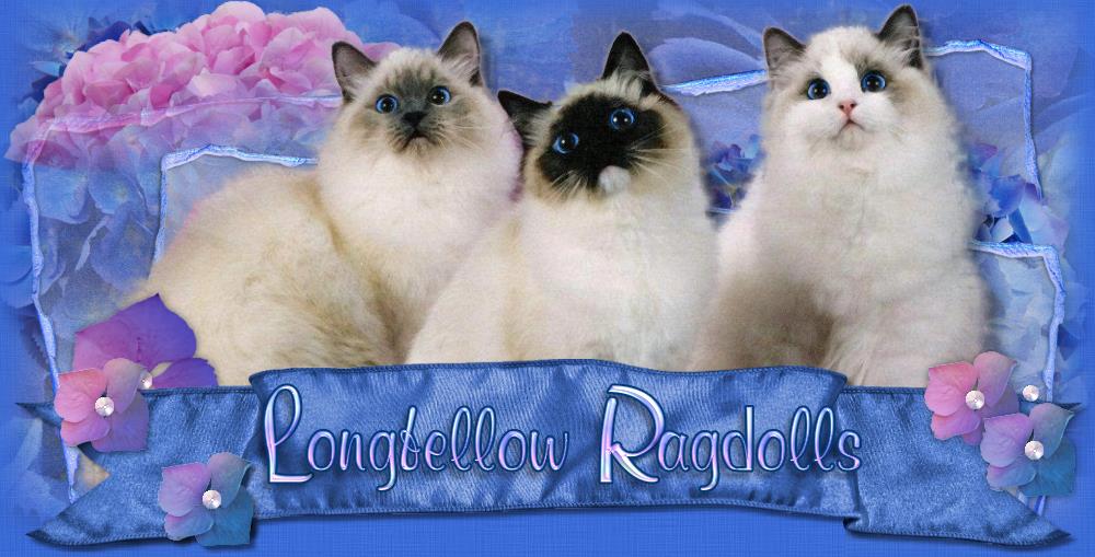 Longfellow Ragdolls