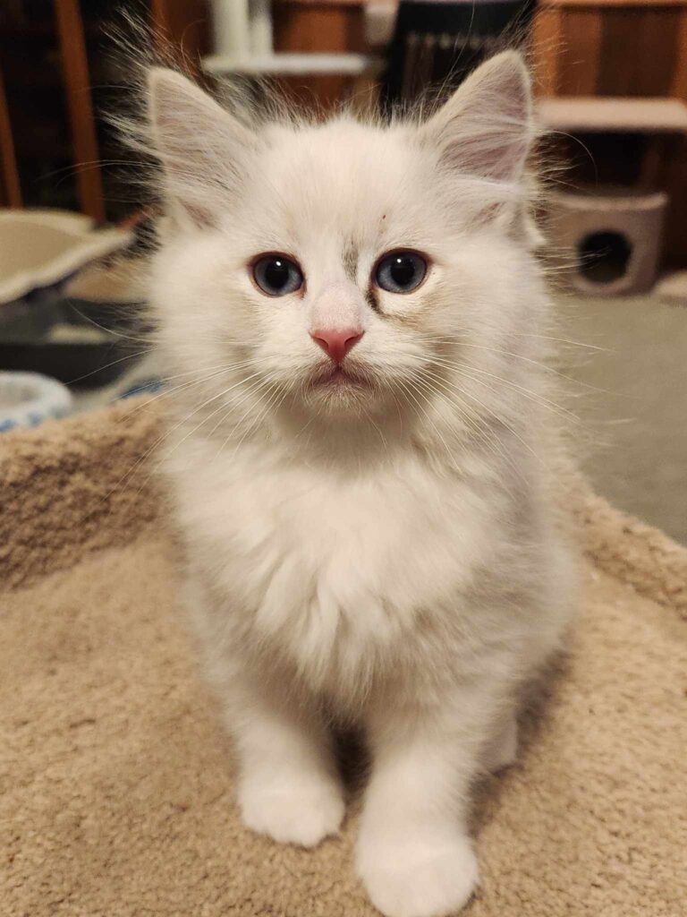 Ragdoll Kittens for Sale Olympia WA Longfellow Ragdolls