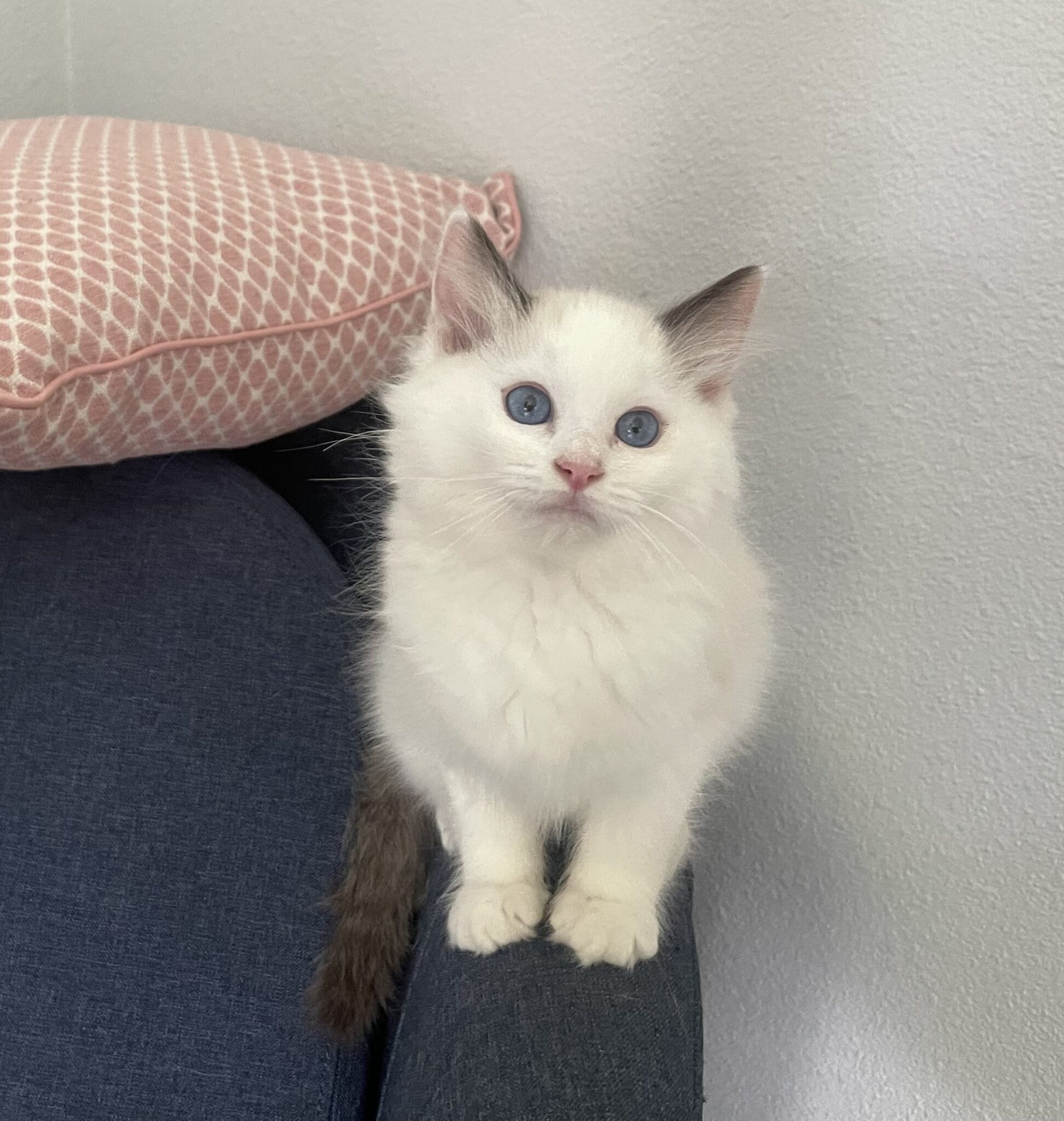Ragdoll Kittens for Sale Olympia WA Longfellow Ragdolls