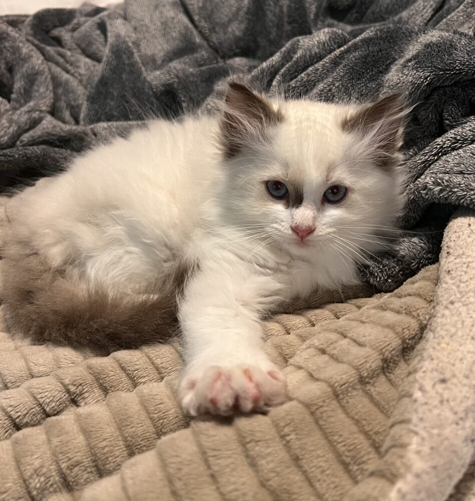 Ragdoll Kittens for Sale Olympia WA Longfellow Ragdolls