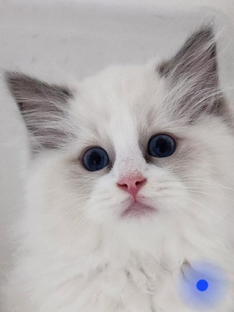 Ragdoll Kittens for Sale Olympia WA Longfellow Ragdolls