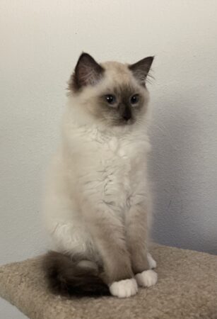 Ragdoll Kittens for Sale - Olympia WA | Longfellow Ragdolls