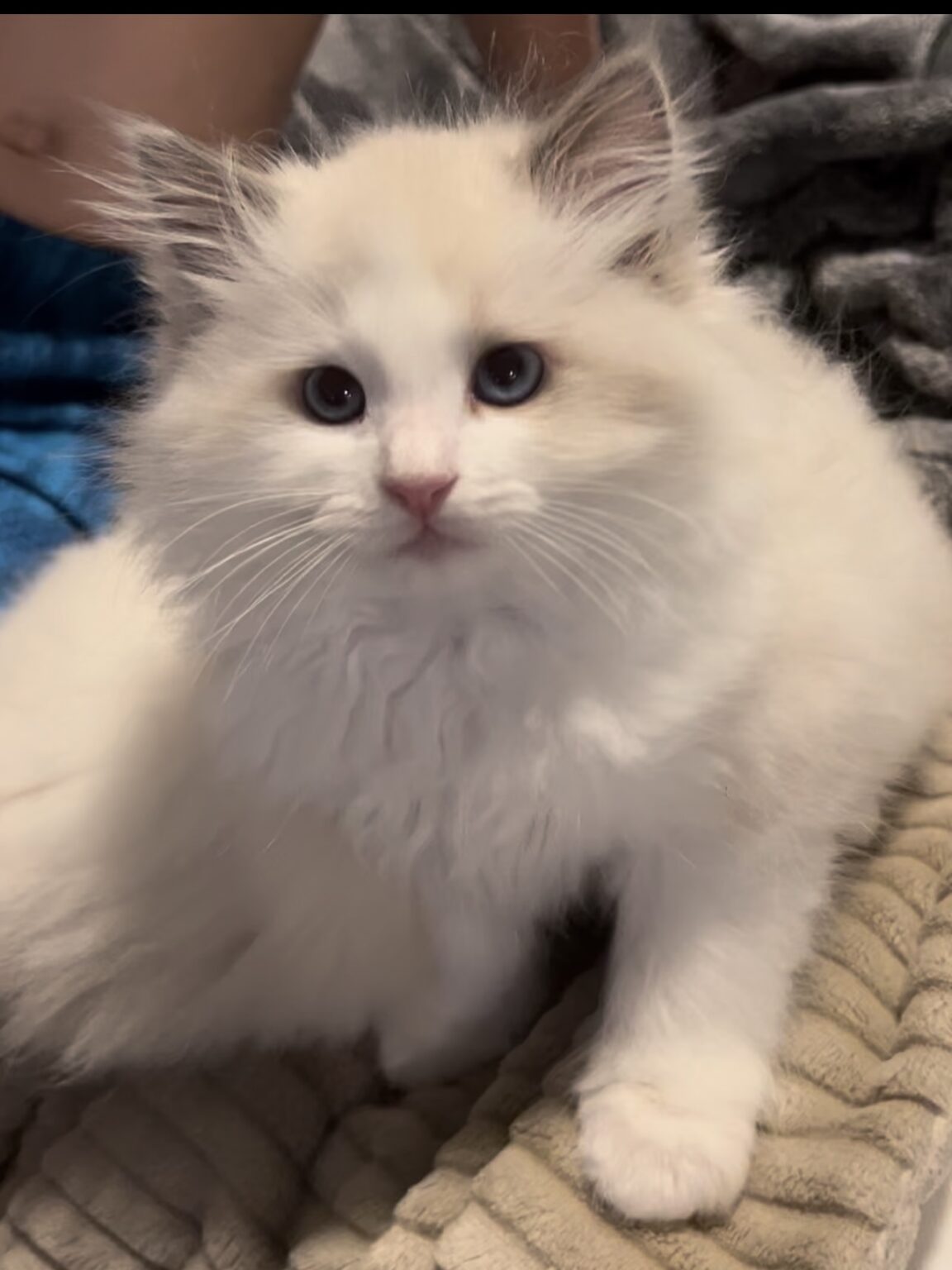 Ragdoll Kittens For Sale - Olympia Wa 