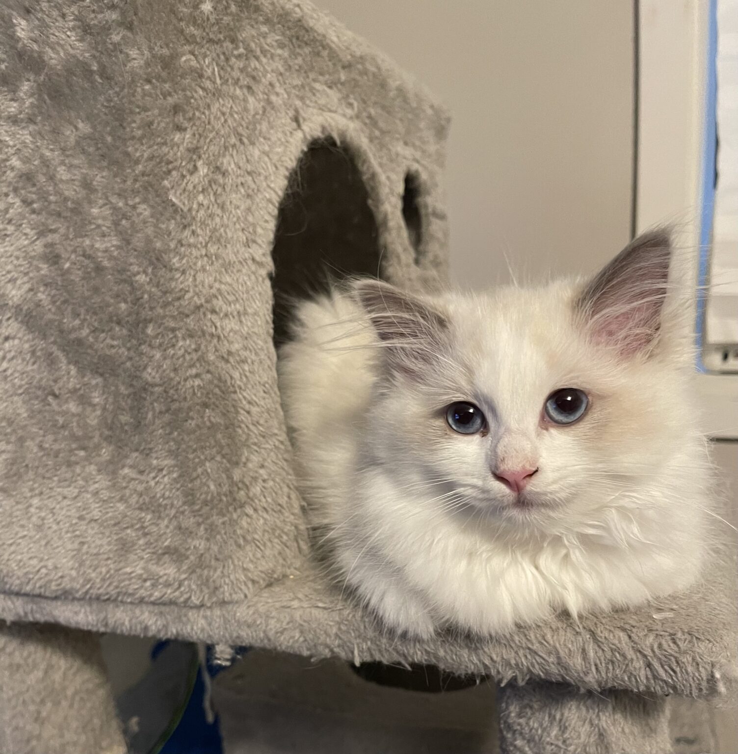 Ragdoll Kittens for Sale Olympia WA Longfellow Ragdolls